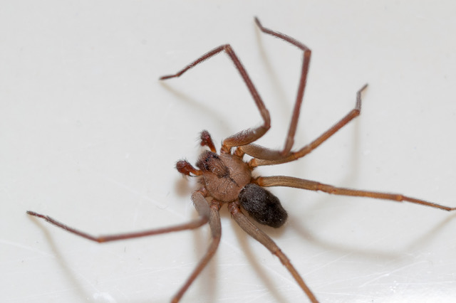 A Recluse spider - Keep your distance - You have been warned