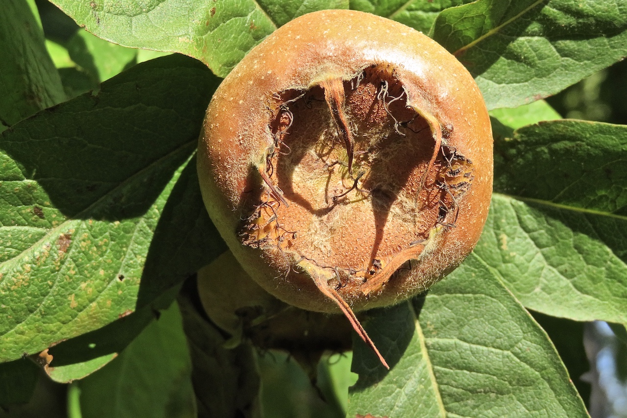 A medlar (Mespilus germanica) - eat ten of these and you are history