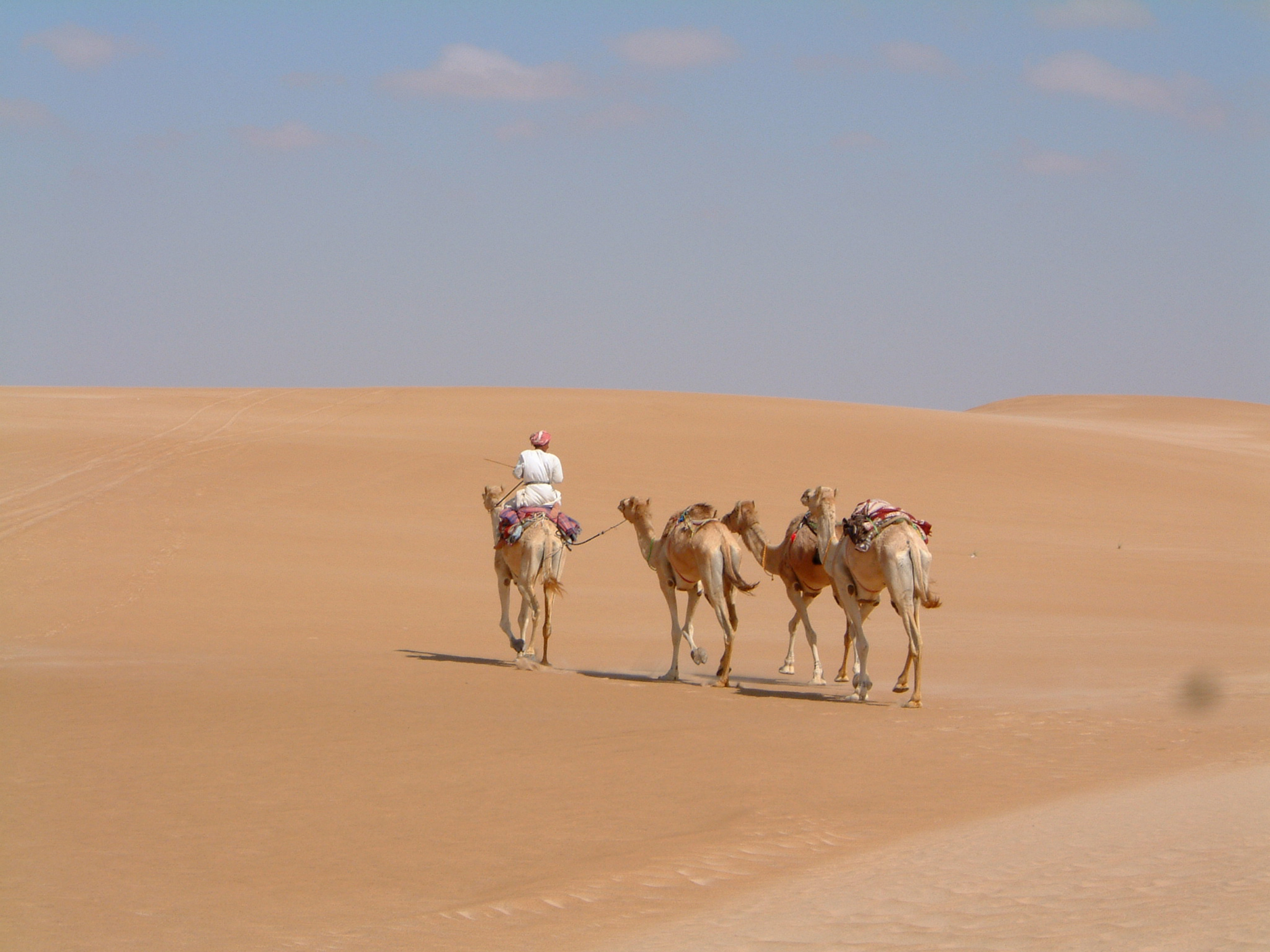 And they're off! Four dromedairies head back across the Wahiba