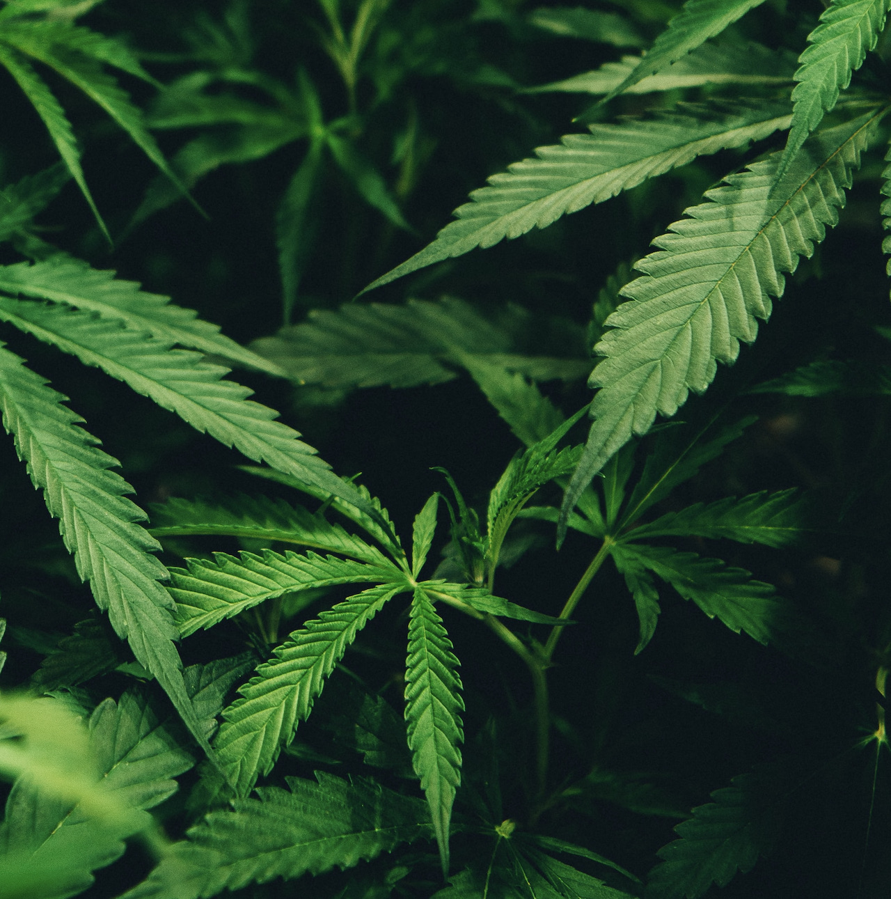 Cannabis sativa – this can have a very therapeutic effect (Photo by Matthew Brodeur on Unsplash)