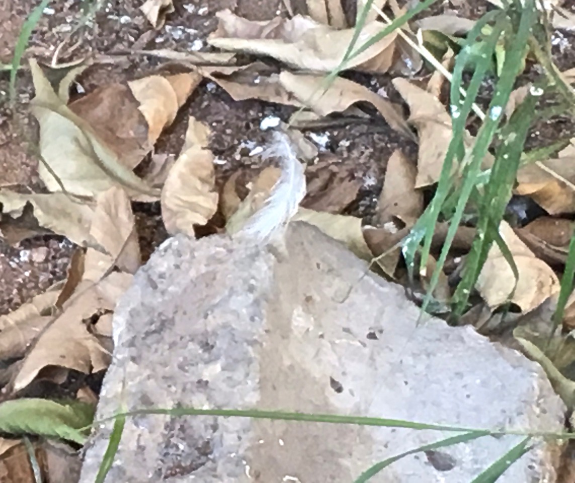 Evidence of mishap - a solitary feather from Henry