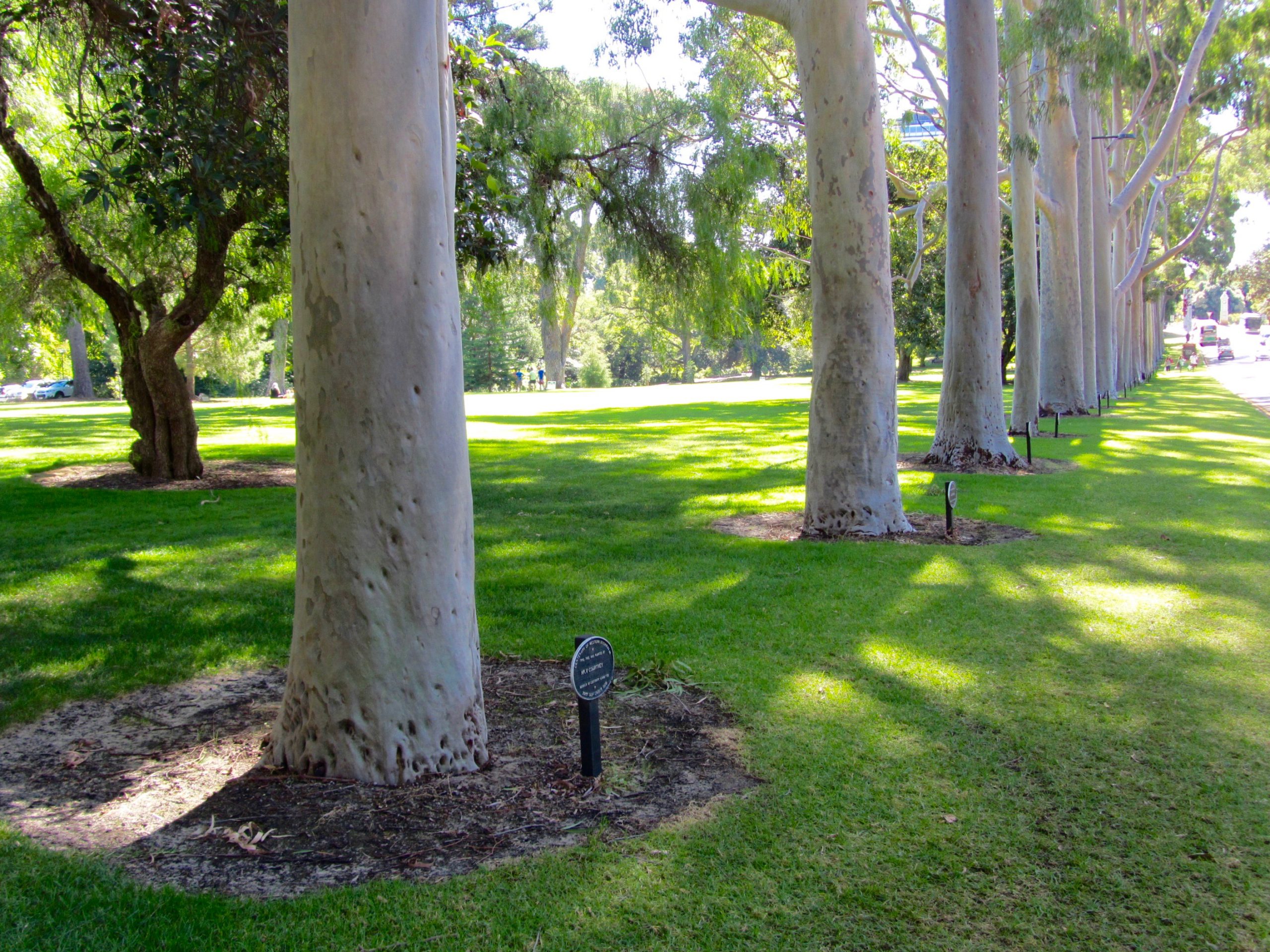 King's Park, Perth, WA. Row upon row of memorial tree. A sober place