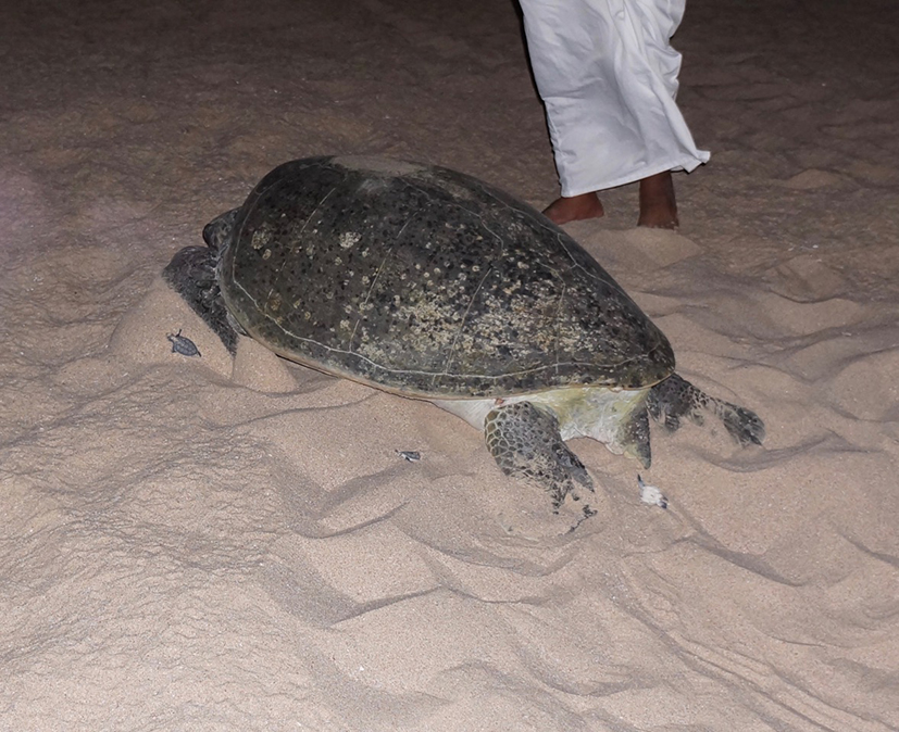 Mummy Turtle and a few tinies, rather wishing we would go away.