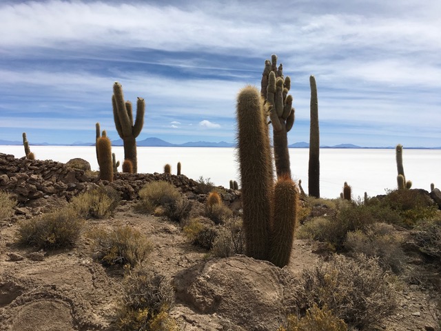 Not much lives on the Salar de Uyuni, although the cacti feel at home