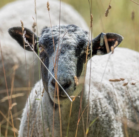 Peeking through the thinning grass