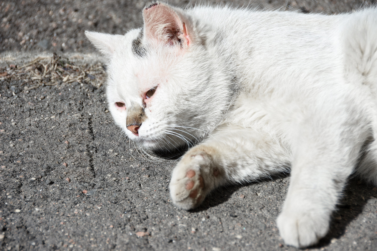 Poor Henry, or so I thought - a feline looking bloated