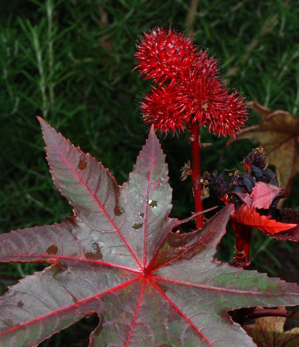 Ricinus communis – from which comes castor oil and ricin (courtesy Margaret Whittaker)