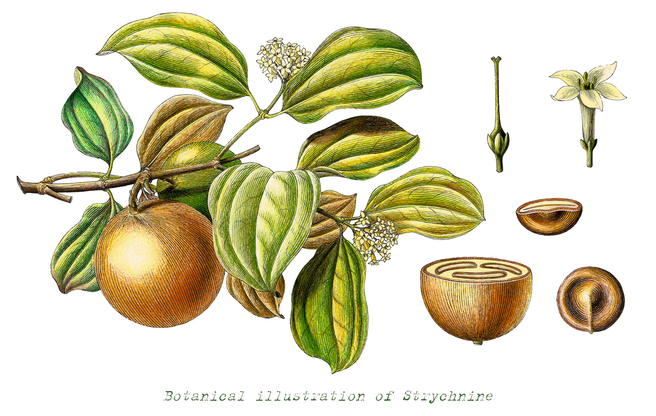 Strychnos nux-vomica, the source of strychnine, although Alnwick could not obtain the seed (courtesy channarongsds)