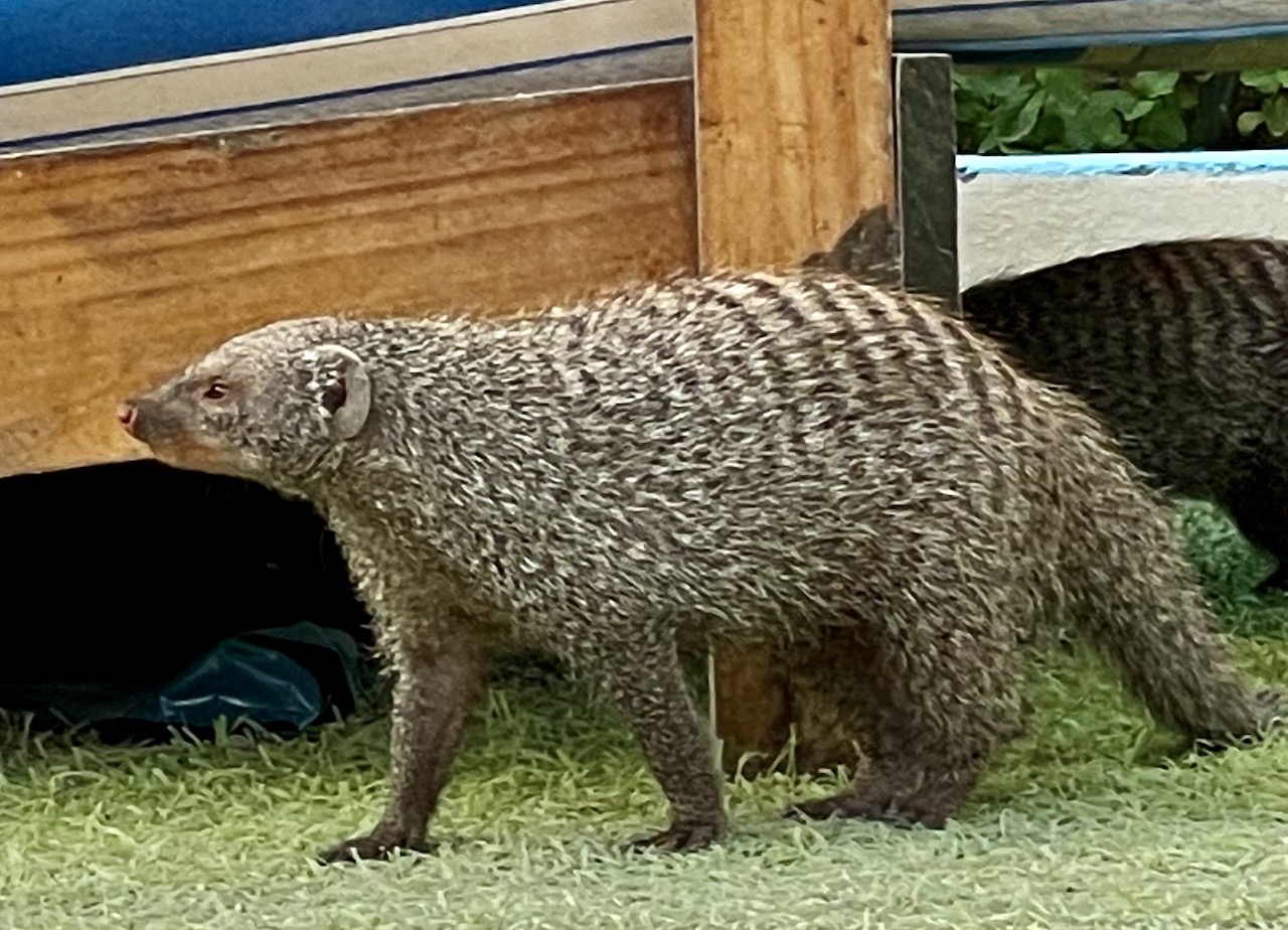 There were plenty of mongooses, which are meant to be good at controlling vermin