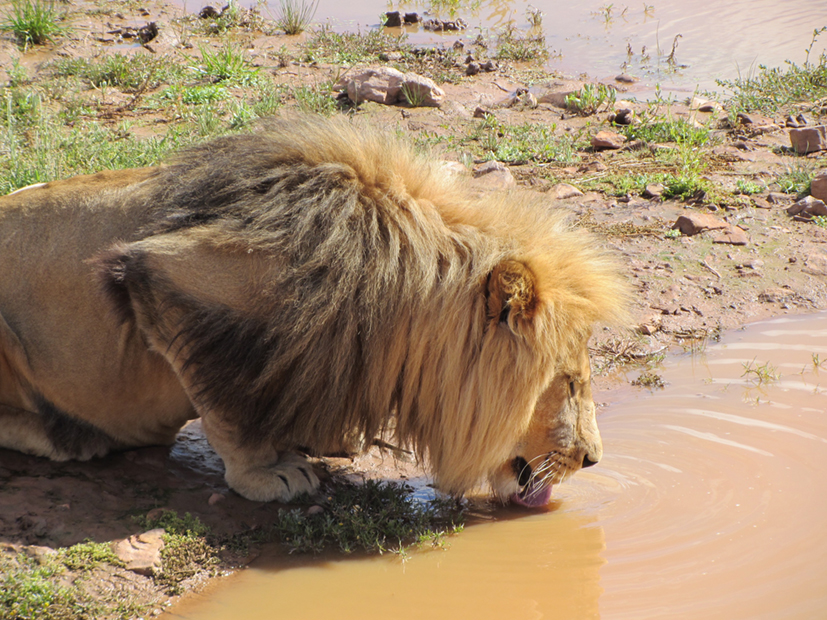 Ugh! - Public Health would say a thing or two about the hygiene of that water