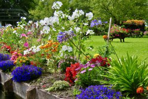 Modern horticulture at Les Hortillonages