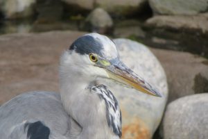 A grey heron looks on