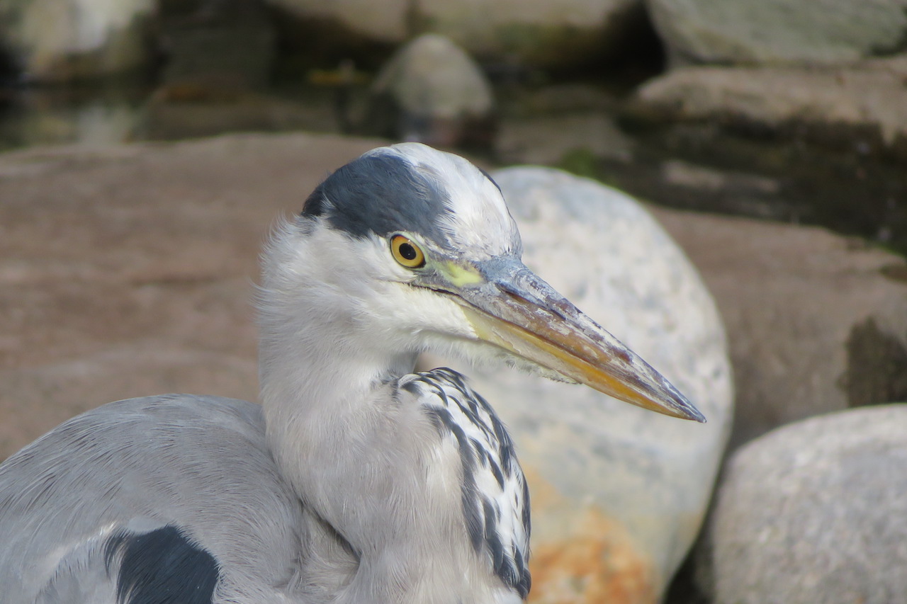 A grey heron looks on