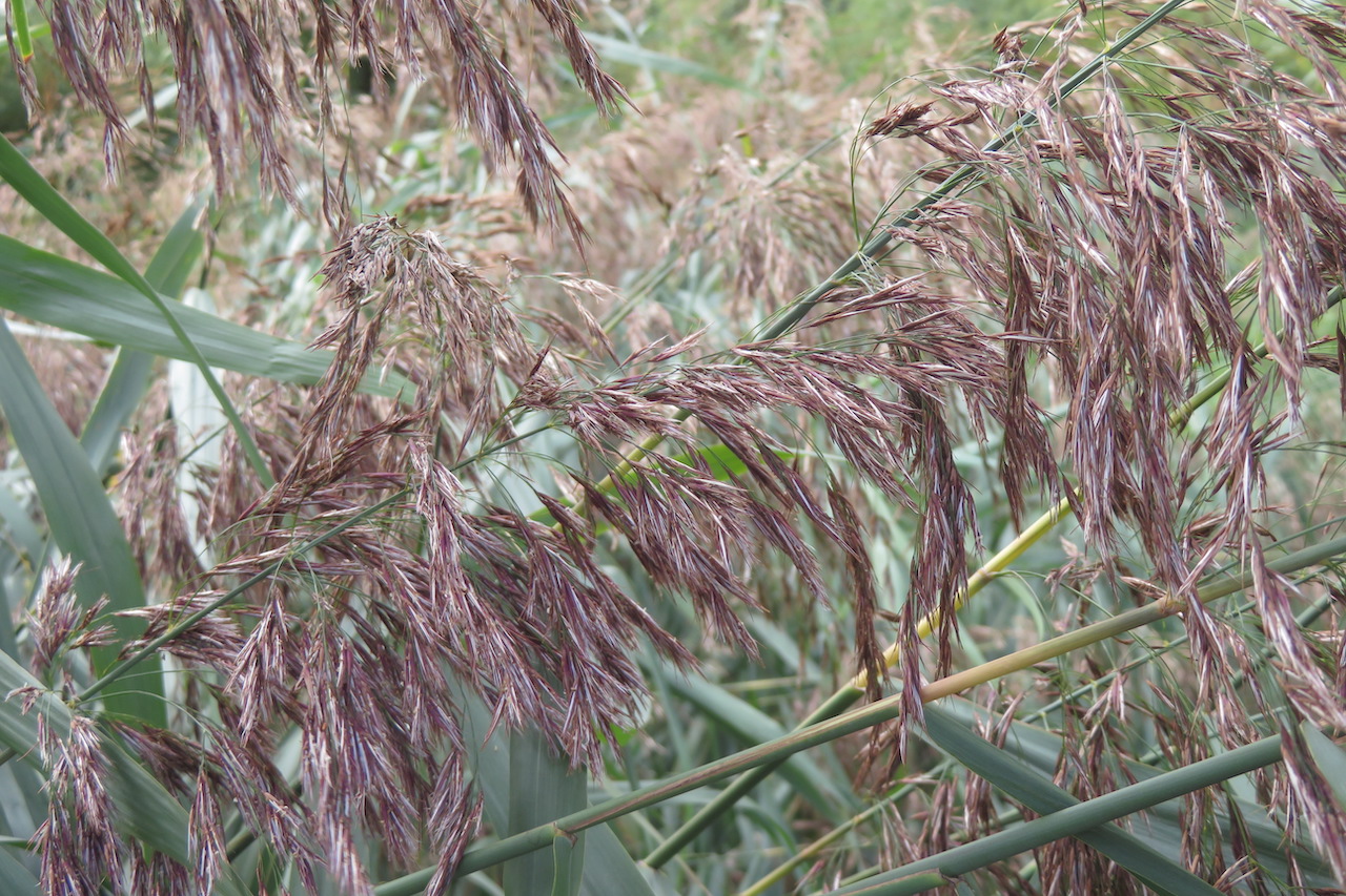 Common reed (Phragmnites australis)