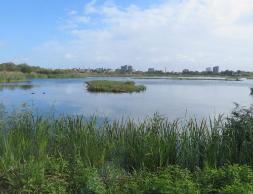 Scooters, sunshine, and climate at the London Wetland Centre