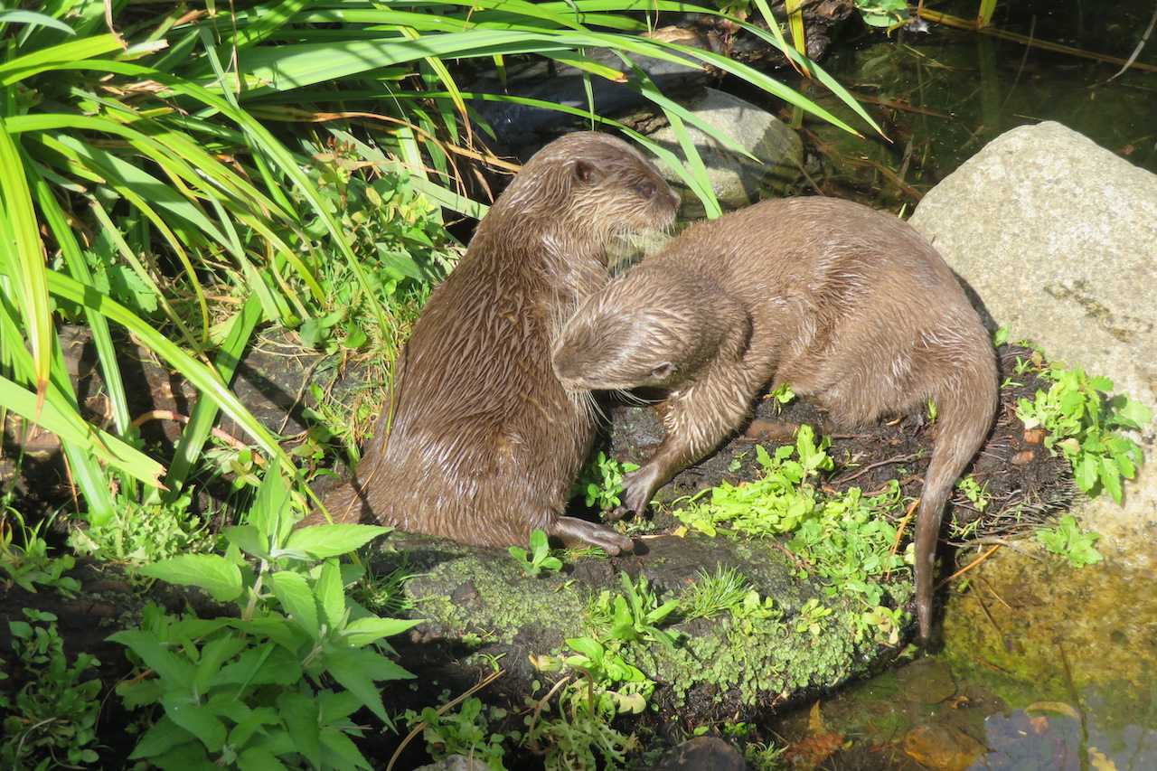 Two Asian small-clawed otters