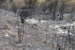 One of Spain's wildfires went this way
