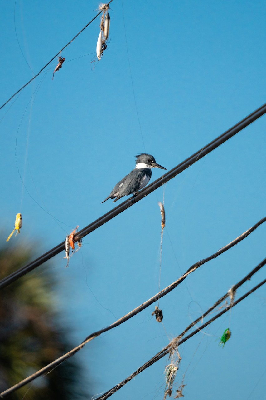 Fishing line and hooks can be a hazard to wildlife (Photo by Ryan Arnst on Unsplash)