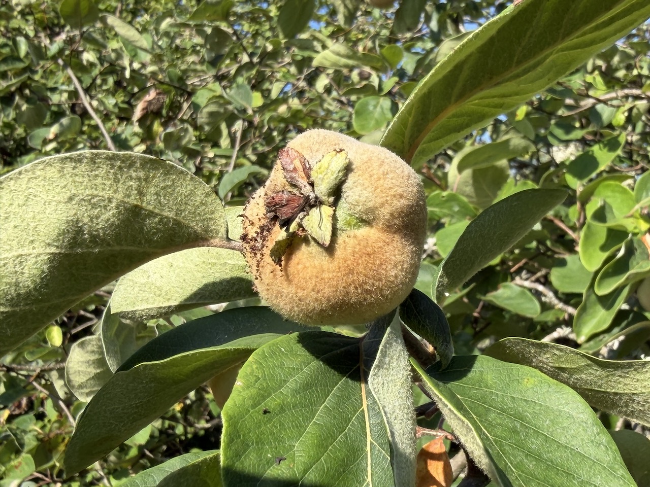 Medlar fruit