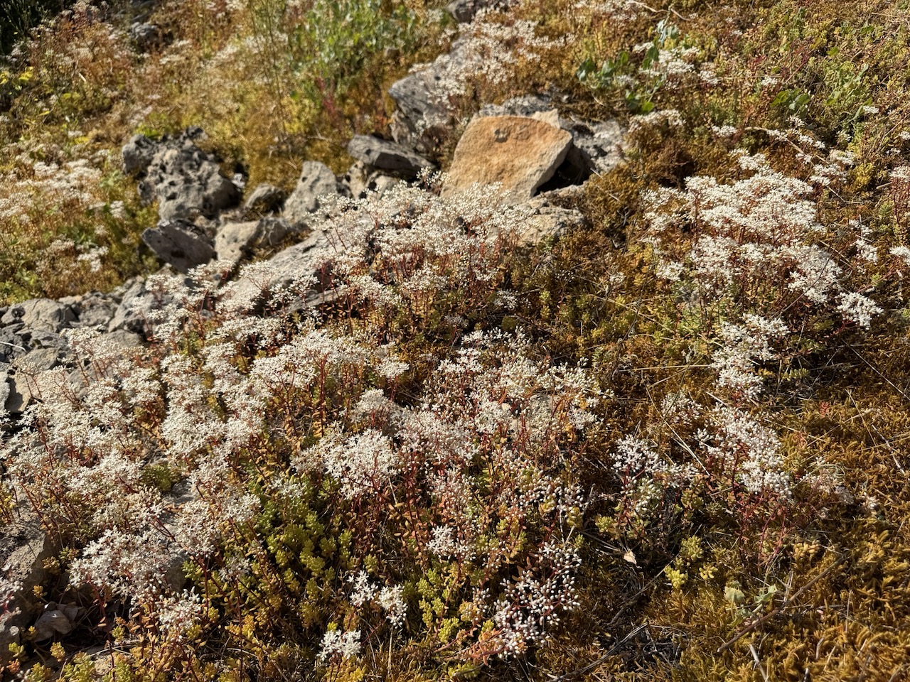 Sedum seemed to be everywhere
