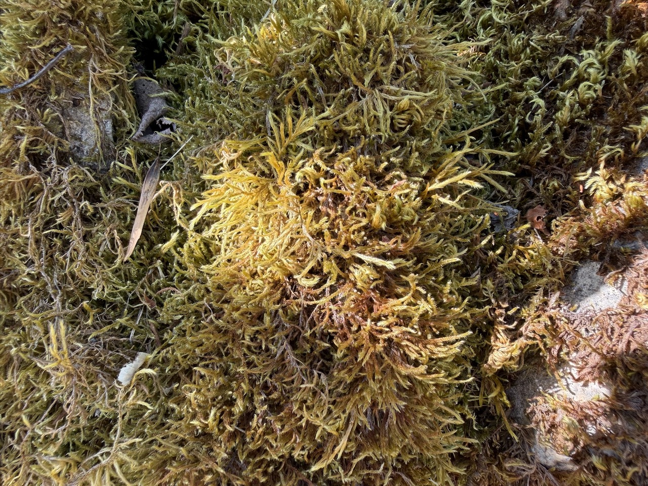 The walls were filled with moss